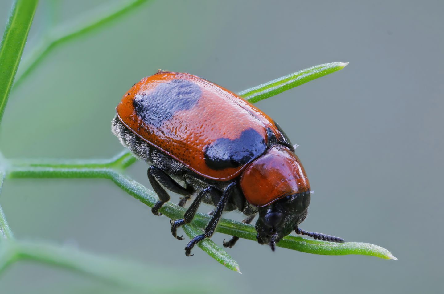 Chrysomelidae - Coptocephala scopolina